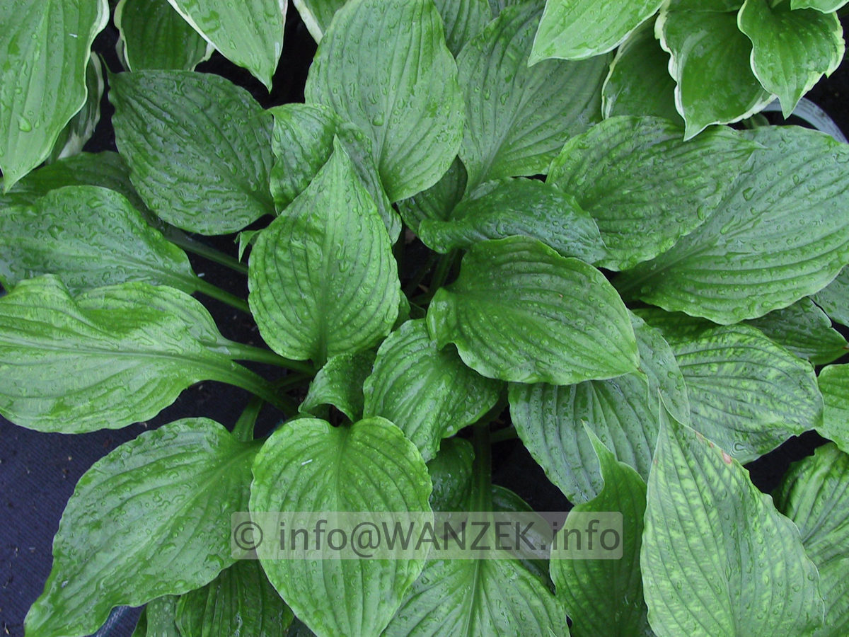 Hosta Hybride Gruene Dame 07.JPG